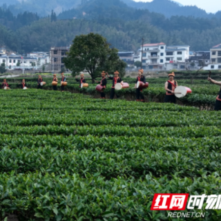 宜章县莽山西岭村：文旅赋能破困局 深山瑶村焕新生