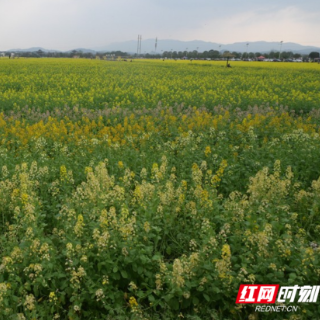 安仁县：万亩彩色油菜花引客来