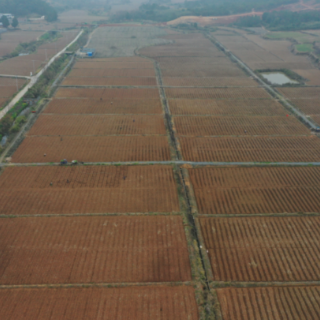桂阳县:春耕备耕忙不停 烤烟移栽绘新景