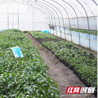 宜章县邝六军：转型育苗闯新路 特色产业促振兴