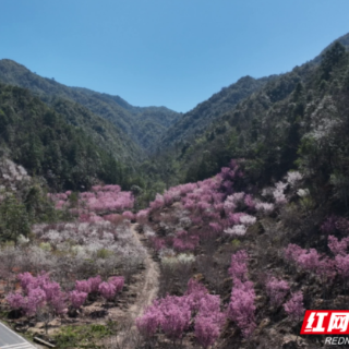 宜章莽山：“醉”美樱花满山坡
