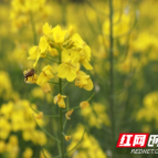 且以花海共富饶  ——桂东农旅融合绘新景