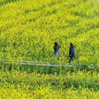 满目金黄香百里 一方春色醉汝城