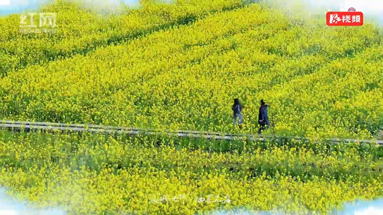 满目金黄香百里 一方春色醉汝城