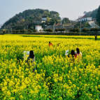 桂阳县：“赏花经济”激活文旅消费新活力