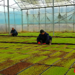 组图 | 资兴市唐洞街道：春分时节育秧忙