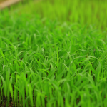 桂阳县：6.6万亩早稻育秧忙 集中育秧助力春耕生产