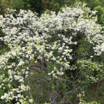 宜章的春日秘境！梨花似雪漫山野 赴一场限定花间之约