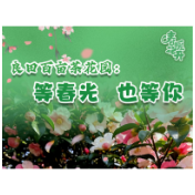 良田百亩茶花园：等春光 也等你