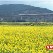 宜章县五岭镇:高铁穿花海 春染饶田村