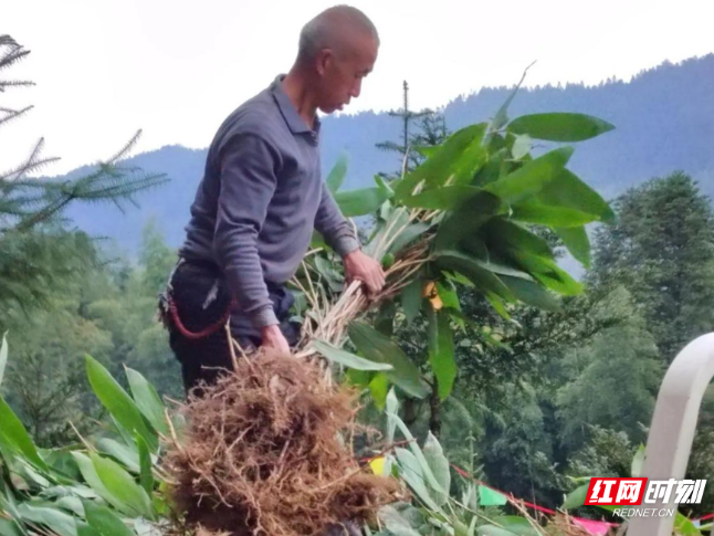 桂东县：一片粽叶映初心 红先锋笃行共富路