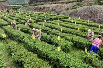 桂阳县： 千亩雾茶飘香 “迷彩绿”抢采“明前茶”