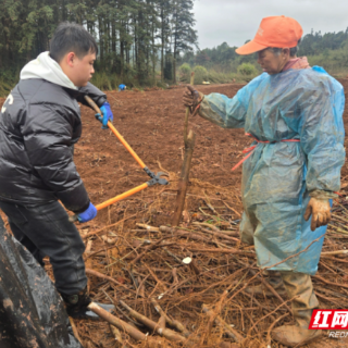桂阳县:千亩油桐春耕起苗 “桐”心共筑致富路