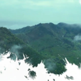 宜章县：春日采茶忙 茶香四溢促增收