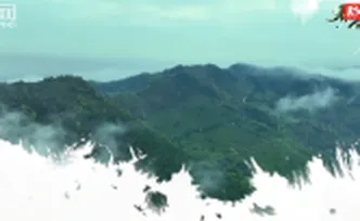 宜章县：春日采茶忙 茶香四溢促增收