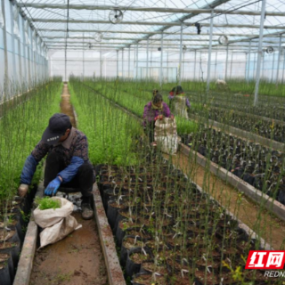 宜章县：脐橙苗购销两旺