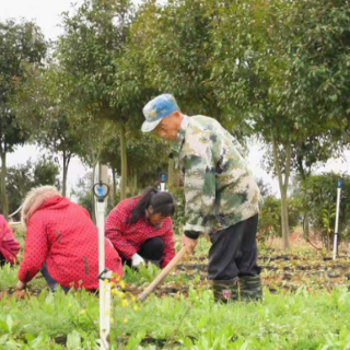安仁县：抢抓农时管护药材 产业带动助农增收