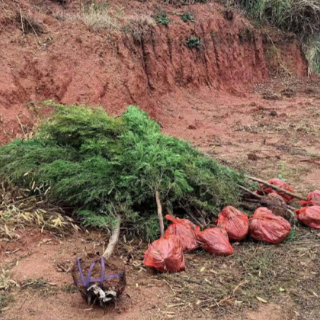 桂阳县樟市镇：植树添新绿 不负好春光
