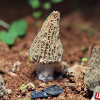 桂阳县：羊肚菌迎来采收旺季