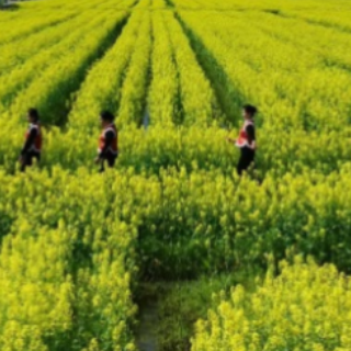 苏仙区第四届油菜花文化旅游节开幕了！