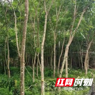 桂东县：红帆领航药飘香 青山沃野兴振兴