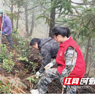 桂东县新坊：栽下常青树 共筑振兴路