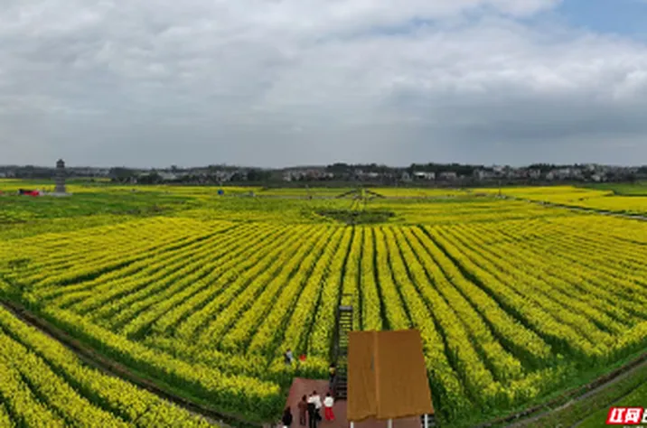 组图 | 2026年苏仙区第四届油菜花文化旅游节在栖凤渡镇村头村开幕