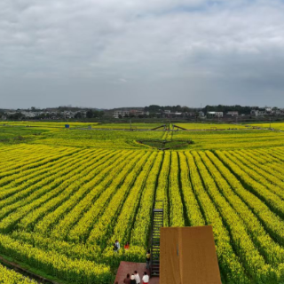 组图 | 2026年苏仙区第四届油菜花文化旅游节在栖凤渡镇村头村开幕