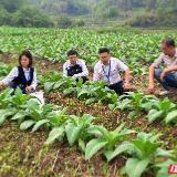 桂阳县：金融“活水”润沃野 春耕不等“贷”