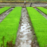 湖南资兴：早稻插秧忙 不负好春光