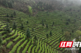 宜章县：春来茶香富农家