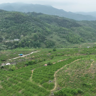 宜章县赤石乡曹田村：科学管护促提质 疏果剪枝盼丰收