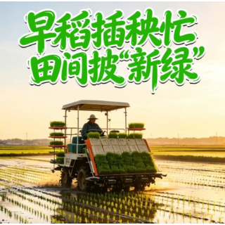 宜章县：早稻插秧忙 田间披“新绿”