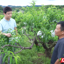 临武县农业综合服务中心:矮化桃园接“精果” 林间地头授“良方”