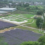 苏仙区：花海焕新绘美景 农旅融合赋能乡村振兴