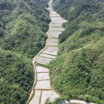 安仁县红岩村的“金色约定” ——省退役军人事务厅驻村工作队发展黄蜀葵产业纪实