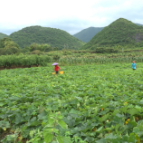 临武县：瓜果飘香采收忙 特色种植促增收