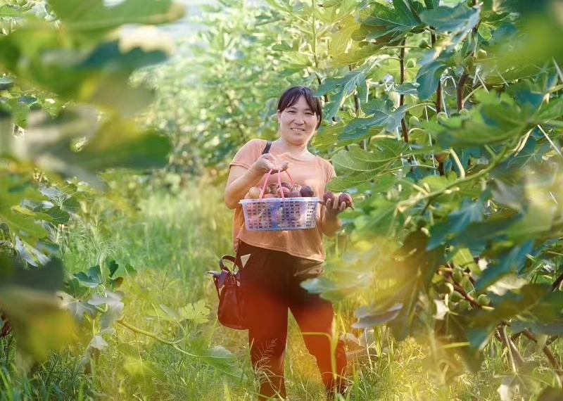 省十佳农民-王丽云1 采摘无花果.jpg