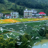 千年鸟道 万般绿意 桂东以鸟为媒促进绿色发展