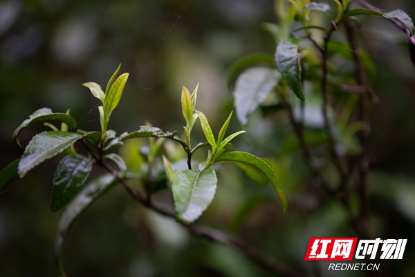4月1日，湖南舜皇山国家级自然保护区野茶吐绿，生机盎然。.jpg