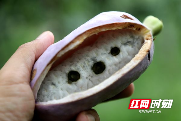 八月瓜炸了 钱袋子鼓了