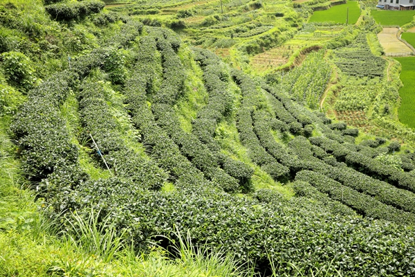 陇城茶叶1_副本.jpg