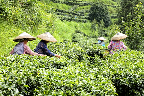 陇城茶叶3_副本.jpg