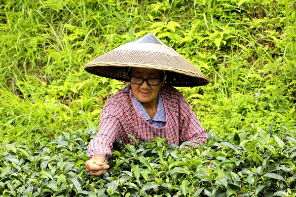 陇城茶叶4_副本.jpg