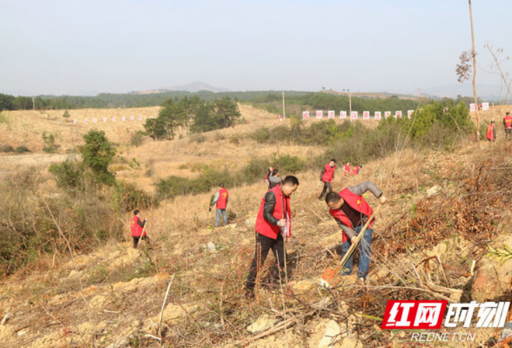 宁远自然资源局：上班第一天，义务植树添新绿