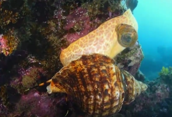 海洋生物多样性⑧ | 法螺，慈祥的母亲变身饥饿的猎手