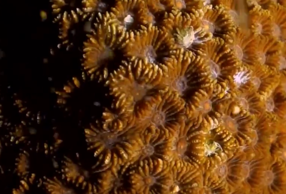 海洋生物多样性 | 珊瑚礁盛典