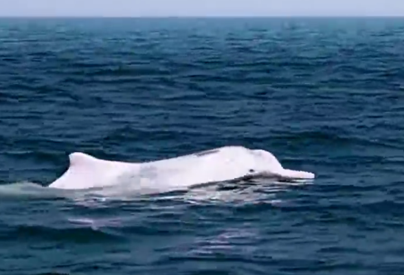 海洋生物多样性③ | 中华白海豚“海中大熊猫”