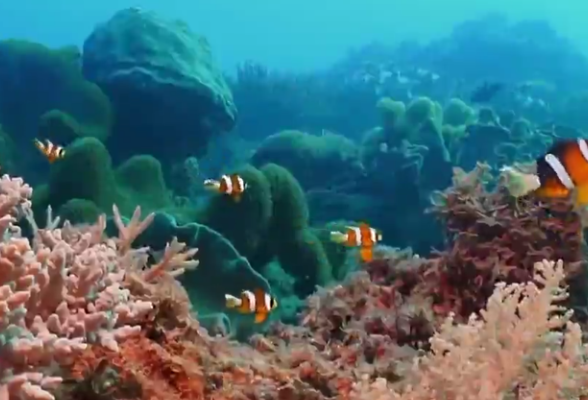 海洋生物多样性⑥ | 小丑鱼的逆变