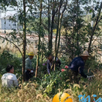 白马街道：强化铁路沿线环境治理 护航铁路运输安全